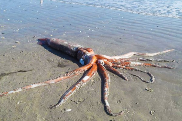 Hydra kraken