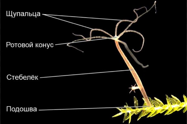 Рабочая ссылка кракен в тор